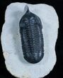 Superb Morocconites Malladoides Trilobite #2958-1